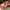Cath Kidston Floral Wallet Red