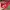 Cath Kidston Floral Wallet Red photo 5