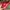 Cath Kidston Floral Wallet Red photo 6
