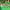 Stradivarius Army Green Shoes 38 photo 5