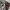 Venum Neo Mixed Martial Arts MMA Fight Jim Miller UFC Shorts photo 8