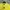 Grooverhyme Streetwear Skater T-shirt Pria yellow photo 2