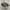 Converse Chuck Taylor All Star Cordura Field Surplus Camo photo 1