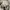 Converse Chuck Taylor All Star Cordura Field Surplus Camo photo 6