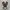 Converse Chuck Taylor All Star Cordura Field Surplus Camo
