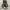 Converse Chuck Taylor All Star Cordura Field Surplus Camo photo 4