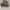 Nike SB Dunk low pro dark russet photo 1