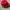 SIMPLE CAPS MERAH POLOS photo 2