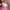 Cerezo Osaka FC JLeague Morishima Player Football Jersey photo 7