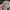 VANS Vintage Casual Shoe Pria Multicolor