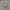 Celana Pendek Cargo Camouflage Abercrombie Fitch photo 2
