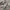 Celana Pendek Cargo Camouflage Abercrombie Fitch photo 5