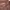 FTR sweatshirt brown photo 2
