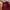 Jogerpants Adidas Maroon photo 5