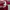 Hoodie Le Coq Sportif photo 7