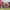 Oklahoma University Sooners photo 5