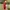 hush puppies dress wanita merah  photo 4