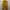 Brown Sleeveless Outer