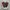 Converse Chuck Taylor All Star High ‘Dark Burgundy’ Original