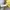 Pull & Bear Indie Casual Crop top Wanita yellow photo 5