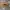 Nike Air Jordan 1 Retro Low Sp x Solefly Carnivore photo 5