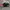 Nike Air Jordan 1 Retro Low Sp x Solefly Carnivore photo 2