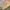 Dickies Vintage Biker Denim jacket Pria tan photo 8