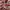 Pink Gucci Babouska Shoulder Bag photo 7