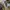 Vans Off The Wall Holiday 15 Camel Brown Chinos Shorts photo 7