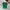 Jersey kamerun 24 photo 2