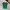 Jersey Kamerun 24