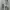 T-shirt Nogizaka46 Umezawa Minami Birthday Original Size XL