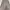 ROK SATIN ETEREINE DARK BEIGE UK S