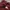 UNIQLO Ziphoodie Maroon photo 2