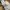 Carhartt Streetwear Sweatpants & Joggers Pria tan photo 6
