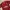 JERSEY AC MILAN photo 3