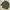 Junggle Fatigue Repro OG photo 3