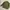 Junggle Fatigue Repro OG photo 2
