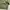 Junggle Fatigue Repro OG photo 4