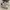Adidas sb daily 4 point 0 photo 2