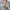 BOMBER JACKET CROP WOMEN - H&M Green Army (Original)