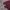 Thisisneverthat Champions Hoodie Burgundy  photo 4
