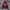 Thisisneverthat Champions Hoodie Burgundy  photo 1