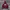 Thisisneverthat Champions Hoodie Burgundy 