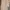 Screamous Jacket Harrington CLETO CREAM photo 3