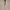 Screamous Jacket Harrington CLETO CREAM photo 2