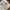 Tactical Vest Multipocket Canvass Grey photo 4