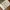 Utililty Tactical Vest Multipocket Cream/ Off-White photo 2