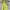 Dress Halter Neck Midi Hijau Lemon H&M Preloved photo 2