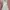 Vintage Coquette Nightgown Wanita pink photo 1